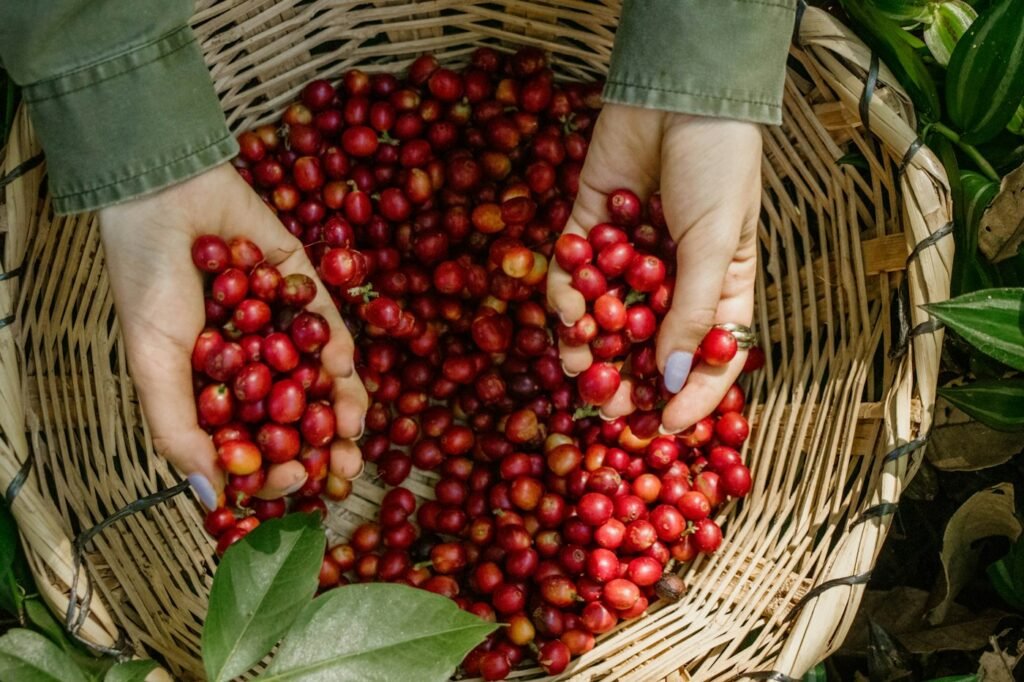 Mains plongées dans un panier rempli de cerises de café rouges
